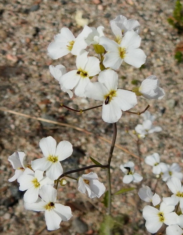 Arabidopsis arenosa - hietalituruohon kukinto on varren ja haarojen kärjessä terttumaisesti. Kukat ovat ristikukkaiskasvien valtavirran mukaisesti tukilehdettömät. Kukkaperä on yleensä noin 5-7 mm pitkä. Kn, Kuusamo, Kuolion ja Tavelan kylien välinen osuus, Ouluntien (tie 20) laitaluiska n. 800 m Maunujärven P-paikalta Ouluun päin, 13.6.2019. Copyright Hannu Kämäräinen.
