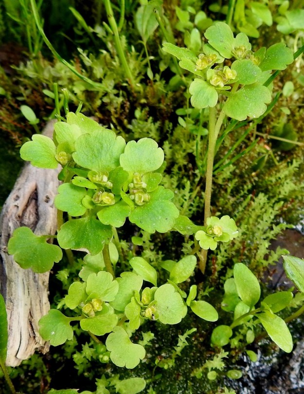 Chrysosplenium tetrandrum - lapinlinnunsilmän näyttävimmät lehdet ovat ylälehdet, jotka sijaitsevat aivan kukinnon alla vaakatasoisena ryhmänä. Ne ovat kukintavaiheessakin tasaisen vihreät, kun taas lähilajilla, kevätlinnunsilmällä, ylälehdet ovat lähes aina keltasävyiset tai ainakin kellanvihreät. KiL, Kittilä, Kiistala, Kiistalantien (tie 9552) itäpuoli, tien alittavan Hanhiojan varren vetiset, lettoiset ja lähteikköiset suoalueet Kevuvaaran ja Karhakistolaen välissä, suon ylittävän sähkölinjan luoteispuolella, suoalueen laitarämeellä oleva lähteikköalue, n. 200 m mpy, 7.7.2025. Copyright Hannu Kämäräinen.