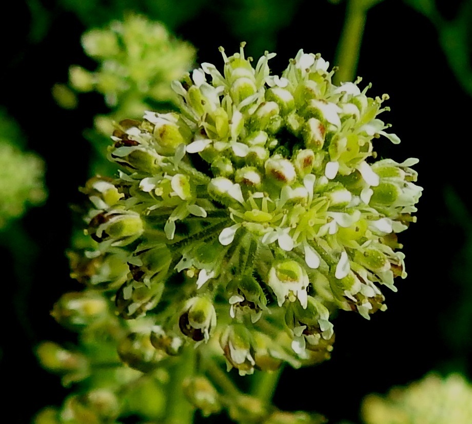 Lepidium campestre - kenttäkrassin teriö on avoimimmillaan noin 4-5 mm läpimitaltaan. Valkoisia terälehtiä on ristikkäisesti neljä. Ne ovat lusikkamaisesti kapean vastapuikeat, pyöreä- tai lovikärkiset, kapeatyviset ja yleensä noin 2 mm pitkät sekä leveimmältä kohtaa noin 0,5-0,8 mm leveät. Heteitä on kuusi, joista neljä on pitempää ja kaksi hieman lyhyempää. Sikiäin on kehänpäällinen ja lähinnä soikea sekä litteähkö. Sen kärjessä on lyhyt vartalo nappimaisine luotteineen. U, Helsinki, Pihlajamäki, Rapakiventien laita laajan kallioalueen juurella, 1.6.2025. Copyright Hannu Kämäräinen.