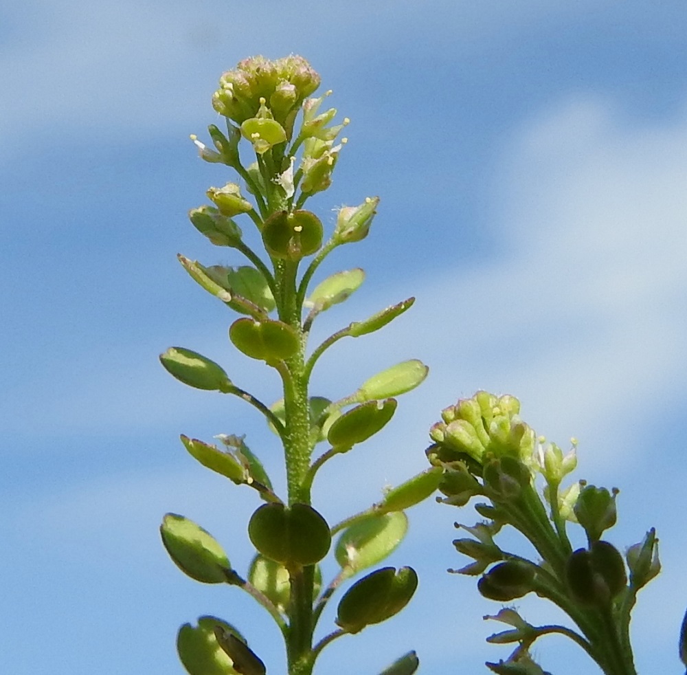 Lepidium densiflorum - ratakrassin lyhyt, kukkiva kärkiosa on hyvin tiheä ja noin 5 mm leveä. Kukkaperä on tavallisesti noin 1-2 mm pitkä. Kukka ei varsinaisesti avaudu, vaan pysyy supussa ja on noin 1 mm leveä. Heteitä on kaksi tai harvemmin neljä. Sikiäin on kehänpäällinen ja lähinnä pyöreän kiekkomainen. Lähes heti se työntyy esiin verholehtien keskeltä ja alkaa kehittyä liduksi. Tällöin heteet ovat vielä täysin toimintakykyisen näköisinä esillä. EH, Hämeenlinna, Keinusaari, ratapihan laita Pikkujärventien päässä, 21.7.2025. Copyright Hannu Kämäräinen.
