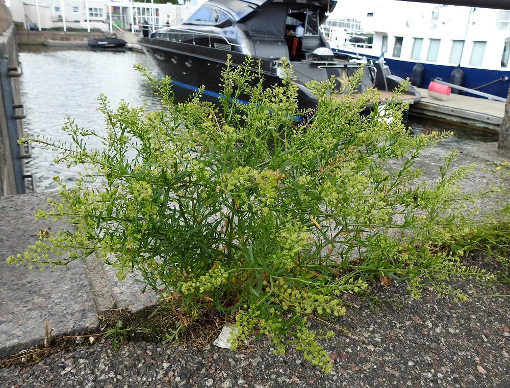 Lepidium ruderale - pihakrassissa on parhaimmillaan lopulta suuri ja osin ristikkäinen joukko joka suuntaan siirottavia, monihaaraisia päähaaroja, jotka tekevät yksilöistä tiheitä ja sekavan näköisiä. 22.6.2025. Copyright Hannu Kämäräinen.
