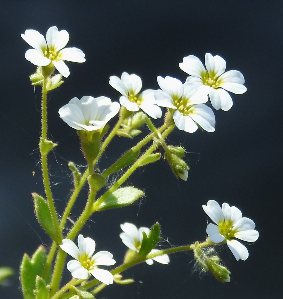 Saxifraga adscendens - kalliorikon varsi, haarat ja kukkaperät ovat tiheästi nystykarvaiset. Kukkaperä on useimmiten noin 2-3 mm pitkä ja kukkaansa lyhyempi tai enintään sen kanssa saman pituinen. Lähimmällä etelän rikkolajilla, mäkirikolla, S. tridactylites, perä on selvästi kukkaansa pitempi. 30.5.2025. Copyright Hannu Kämäräinen.
