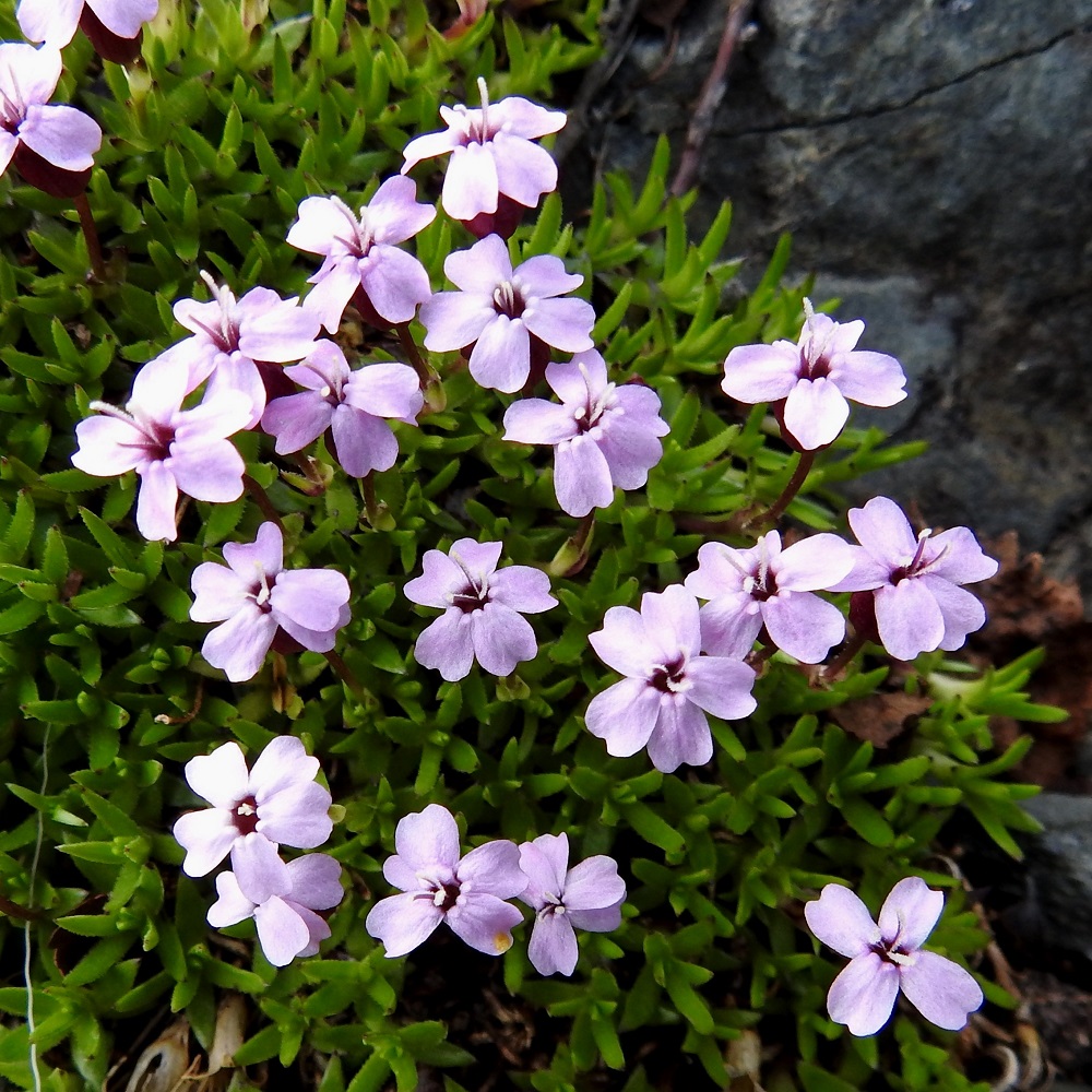 Silene acaulis - tunturikohokin teriö on yksineuvoisilla emikukilla noin 5-10 mm leveä, ja terälehdet ovat noin 7-9 mm pitkät. Lajin teriössä on suvun vallitsevan rakennepiirteen mukaisesti nielun suulla myös lisäteriö. Se on kuitenkin tunturikohokilla vähäinen, kaksiliuskainen ja noin 0,5-1 mm pitkä. Kuvassa lisäteriö näkyy nielun suulla olevina, vaaleampina pyörylöinä. EnL, Enontekiö, Kilpisjärvi, Saanan lounaisrinne, valu- ja tihkuvesien kostuttama avokallioalue retkeilykeskuksen kohdalla, 625 m mpy, 5.7.2018. Copyright Hannu Kämäräinen.