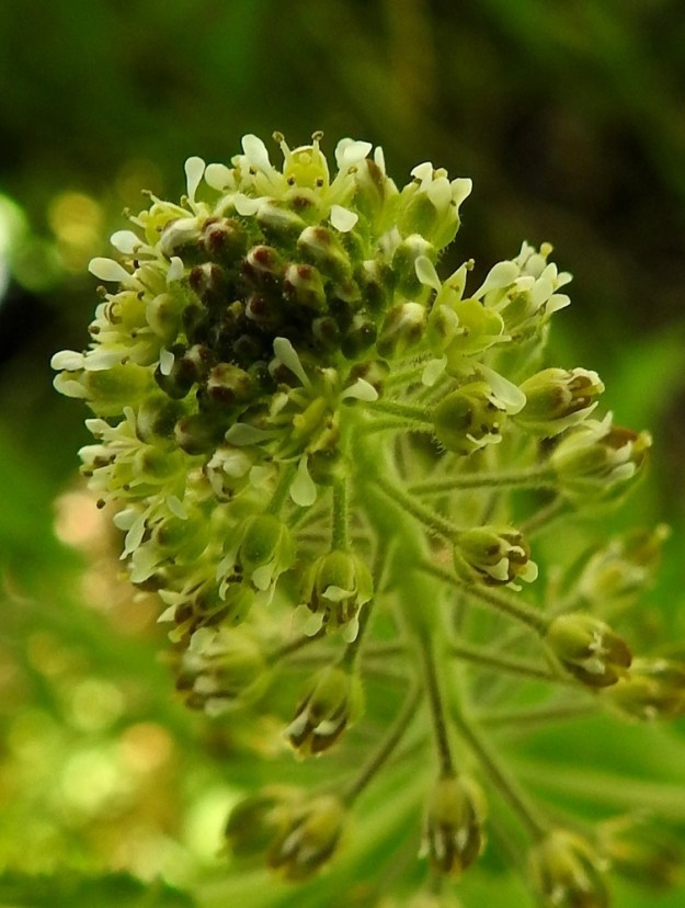Lepidium campestre - kenttäkrassin kukkaperä on yleensä noin 2-3 mm pitkä. Verholehtiä on neljä. Ne ovat kapeanpuikeat, kuperat ja kellanvihreät sekä kalvolaitaiset ja tiheäkarvaiset. Pituutta niillä on useimmiten noin 1,2-1,5 mm ja leveyttä leveimmältä kohtaa noin 0,5 mm. U, Helsinki, Pihlajamäki, Rapakiventien laita laajan kallioalueen juurella, 1.6.2025. Copyright Hannu Kämäräinen.