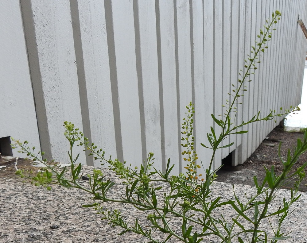 Lepidium ruderale - pihakrassin kukinto on varren haarojen kärjessä terttumaisesti. Terttu pitenee kukinnan edetessä jopa 7-12 cm pitkäksi. Samaan aikaan, kun tertun kärki kukkii, alemmat osat ovat jo täysin hedelmävaiheessa. 22.6.2025. Copyright Hannu Kämäräinen.