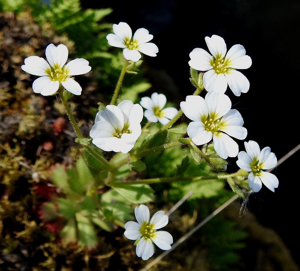 Saxifraga adscendens - kalliorikon teriö on säteittäinen ja tavallisesti noin 9-12 mm leveä. Terälehtiä on lähes aina viisi. Ne ovat muuten valkoiset mutta tyvestään keltaiset, vastapuikeat, kärjestään tylpähköt ja lanttopäiset sekä kapeaksi ja pitkäksi tyviosaksi eli kynneksi suippenevat. Pituutta niillä on useimmiten noin 7-10 mm ja leveyttä leveimmältä kohtaa noin 3-5 mm. Mäkirikon terälehdet ovat useimmiten vain noin 2,5-3 mm pitkät. 30.5.2025. Copyright Hannu Kämäräinen.