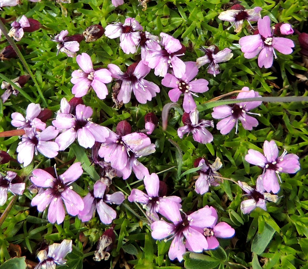 Silene acaulis - tunturikohokin terälehdet ovat lantto- tai lovikärkiset. Heteet kehittyvät yleensä kahdessa erässä. Ensin viisi hedettä nousee esiin, ja kun niiden ponnet alkavat ränsistyä, nousevat loput viisi, Näin pölytys voi jatkua pitempään. EnL, Enontekiö, Kilpisjärvi, Saanan lakialuepaljakka, 1 015 m mpy, 17.7.2013. Copyright Hannu Kämäräinen.
