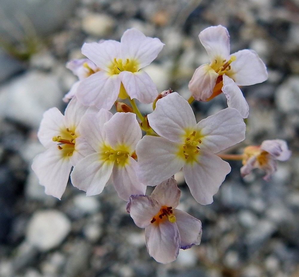 Arabidopsis arenosa - hietalituruohon teriö voi olla myös vaaleanpunertava ja vanhemmiten toisinaan jopa sinipunainen. Ruotsinlituruoholla se on aina puhtaanvalkoinen. Heteitä on kuusi, joista neljä on pitempää ja kaksi hieman lyhyempää. Palhot ovat keltaiset tai vihertävät ja hiukan alaspäin levenevät. Ponnenpuoliskot ovat tiiviisti yhdessä. Sikiäin on kehänpäällinen ja liereä. Sen kärjessä on heikosti erottuva, lyhyt vartalo. Luotti on pyöreän nuppimainen ja keltainen. EnL, Enontekiö, Pousu, Pousujärvi, Käsivarrentien (tie 21) varsi Oikovuopio-järven eteläpuolella, soranottoalueelle lähtevän tien piennar, 455 m mpy, 6.7.2025. Copyright Hannu Kämäräinen.