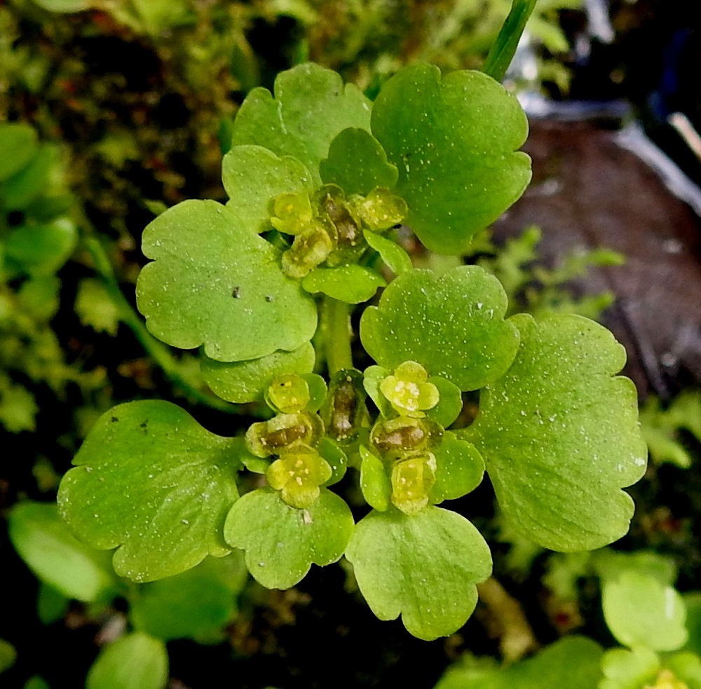 Chrysosplenium tetrandrum - lapinlinnunsilmän kukassa on neliliuskainen, vihreä tai kellanvihreä ja teriömäinen verhiö, joka on tavallisesti noin 2,5-3,5 mm leveä. Teriö puuttuu kokonaan. Heteitä on neljä, kun niitä kevätlinnunsilmällä on kahdeksan. Emi on hyvin lyhyt ja kaksivartaloinen. KiL, Kittilä, Kiistala, Kiistalantien (tie 9552) itäpuoli, tien alittavan Hanhiojan varren vetiset, lettoiset ja lähteikköiset suoalueet Kevuvaaran ja Karhakistolaen välissä, suon ylittävän sähkölinjan luoteispuolella, suoalueen laitarämeellä oleva lähteikköalue, n. 200 m mpy, 7.7.2025. Copyright Hannu Kämäräinen.