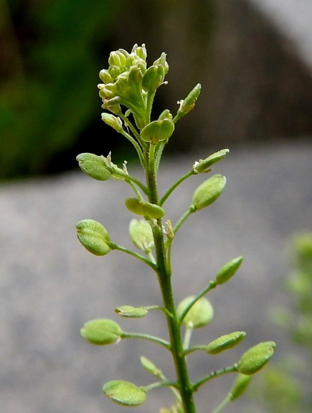 Lepidium ruderale - pihakrassin kukintotertun lyhyt, kukkiva kärkiosa on hyvin tiheä ja noin 5 mm leveä. Kukkaperä on tavallisesti noin 1-2 mm pitkä. Verholehtiä on neljä (näkyvät kuvassa tertun kärjessä). Ne ovat kapeanpuikeat tai suikeahkot ja noin 0,7-1 mm pitkät. Terälehdet puuttuvat tai niitä on ristikkäisesti neljä. Niiden läsnäoloa tai puuttumista ei huomaa, koska ne ovat lähes rihmamaiset ja jäävät kokonaan verholehtien taakse piiloon. Heteitä on kaksi tai harvemmin neljä. Kuvassa niitä näkyy muutama. Lähes huomaamattomat kukat eivät edes varsinaisesti avaudu, vaan saavat pääosin itsepölytyksen. Niinpä kukka-aiheiden ilmestyessä kiekkomainen sikiäin lähes heti työntyy esiin verholehtien keskeltä ja alkaa kehittyä liduksi. 22.6.2025. Copyright Hannu Kämäräinen.