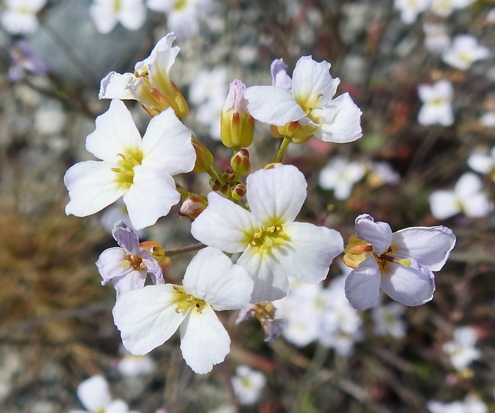 Arabidopsis arenosa - hietalituruohon kukkien verholehdissä voi vihreän lisäksi olla myös punertavaa sävyä toisin kuin ruotsinlituruoholla, jolla ne ovat keltavoittoiset. EnL, Enontekiö, Pousu, Pousujärvi, Käsivarrentien (tie 21) varsi Oikovuopio-järven eteläpuolella, soranottoalueelle lähtevän tien piennar, 455 m mpy, 6.7.2025. Copyright Hannu Kämäräinen.