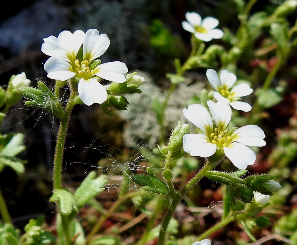 Saxifraga adscendens - kalliorikolla, kuten muillakin rikoilla, terälehtien vakiomäärä on viisi. Toisinaan toteutuksessa voi kuitenkin tulla "laskuvirheitä", ja terälehtiä onkin neljä tai, kuten kuvassa vasemmalla olevassa kukassa, kuusi. 30.5.2025. Copyright Hannu Kämäräinen.
