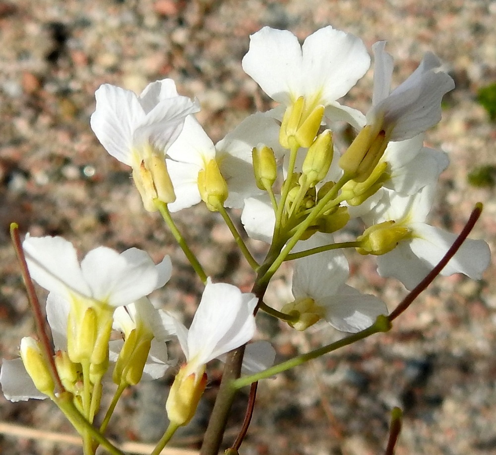Arabidopsis arenosa - hietalituruohon kukassa on neljä verholehteä. Ne ovat lähinnä kapeanpuikeat, kuperat, tylppä- tai pyöreäpäiset ja kalvolaitaiset sekä vaihtelevasti karvaiset. Kaksi ulompaa verholehteä ovat pulleatyviset. Pituutta verholehdillä on useimmiten noin 2,5-3,5 mm ja leveyttä leveimmältä kohtaa noin 1-1,5 mm. Kn, Kuusamo, Kuolion ja Tavelan kylien välinen osuus, Ouluntien (tie 20) laitaluiska n. 800 m Maunujärven P-paikalta Ouluun päin, 13.6.2019. Copyright Hannu Kämäräinen.