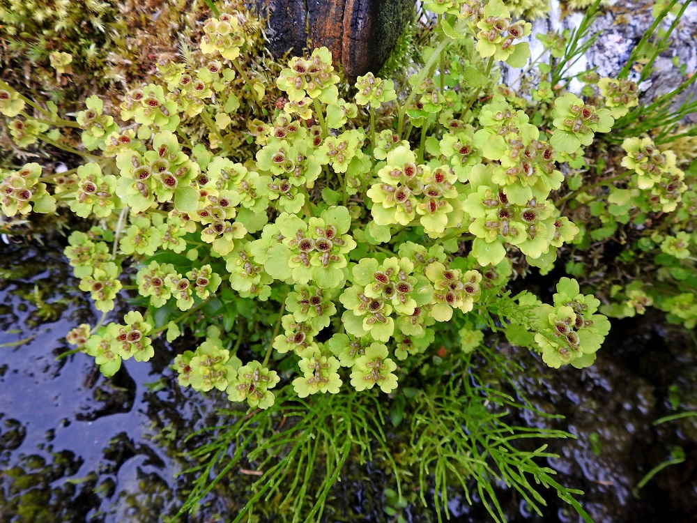 Chrysosplenium tetrandrum - lapinlinnunsilmä on siemenvaiheessa moni-ilmeisempi ja värikkyydessään huomiota herättävämpi kuin kukkiessaan. KiL, Kittilä, Rouravaara, Pokantien (tie 9552) luoteispuoli, laajan Pahasvuoman suoalueen Nuutijokeen rajautuva itälaita, metsäsaarekkeen ja avoimen, vetisen suon rajalla oleva lähteikköalue, 230-235 m mpy, 7.7.2025. Copyright Hannu Kämäräinen.