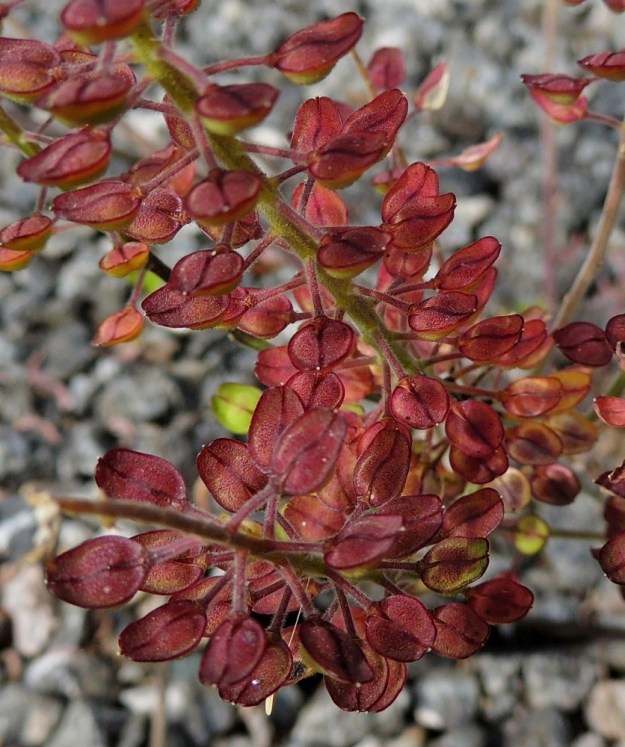 Lepidium campestre - kenttäkrassin lidut ovat, kuten kuvasarjakin osoittaa, yleensä vihreät tai kellanvihreät, mutta paahteisilla paikoilla ne voivat olla voimakkaan punasävyisiäkin. V, Naantali, sataman viljavarastoalue, ratapohja ja sen laiteet Satamatien ja Viljatien risteyksen länsipuolella, 12.7.2014. Copyright Hannu Kämäräinen.