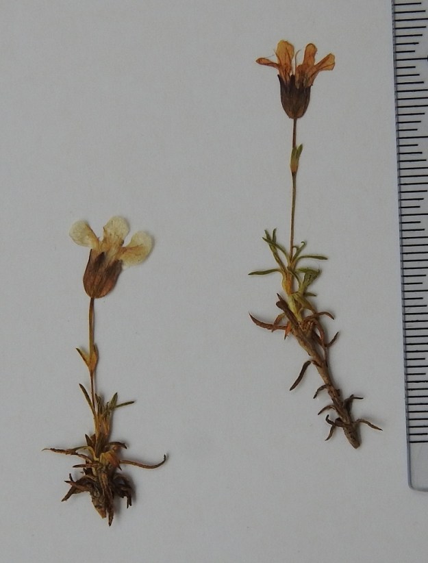 Silene acaulis - tunturikohokin uudet versot puhkeavat vanhoihin varsihaaroihin. Kukkaperä on hyvin ohut, kalju, ja sen pituus vaihtelee yleensä välillä 5-20 mm (kuvassa noin 15 ja 20 mm). Kukkaperässä on yksi vastakkainen pari kukintolehtiä. Ne ovat yleensä noin 3-5 mm pitkiä ja noin 0,5-1 mm leveitä. EnL, Enontekiö, Kilpisjärvi, Saanan luoteisrinne, tunturipaljakka, 815 m mpy, 10.7.1990. Kuva näytteestä, copyright Hannu Kämäräinen.