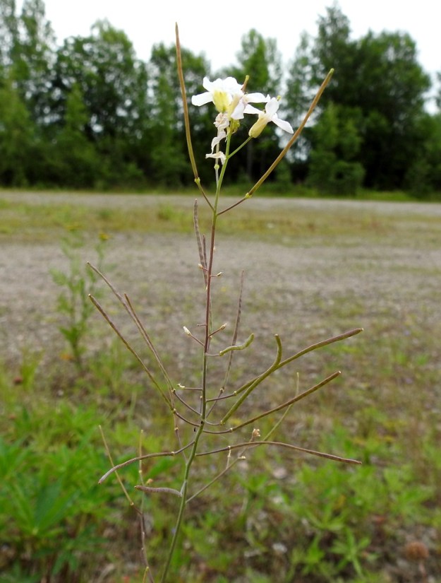 Arabidopsis arenosa - hietalituruohon kukintoterttu pitenee kukinnan edetessä jopa 15-20 cm pitkäksi. Samaan aikaan, kun tertun kärkiosa vielä kukkii, alemmat osat ovat jo hedelmävaiheessa. EH, Kouvola, Kuusankoski, Voikkaa, vanha, suurimmaksi osaksi pois käytöstä oleva ratapiha-alue Kuusaantien, Myllytien ja tehdasalueen kolmiossa, 31.7.2017. Copyright Hannu Kämäräinen.