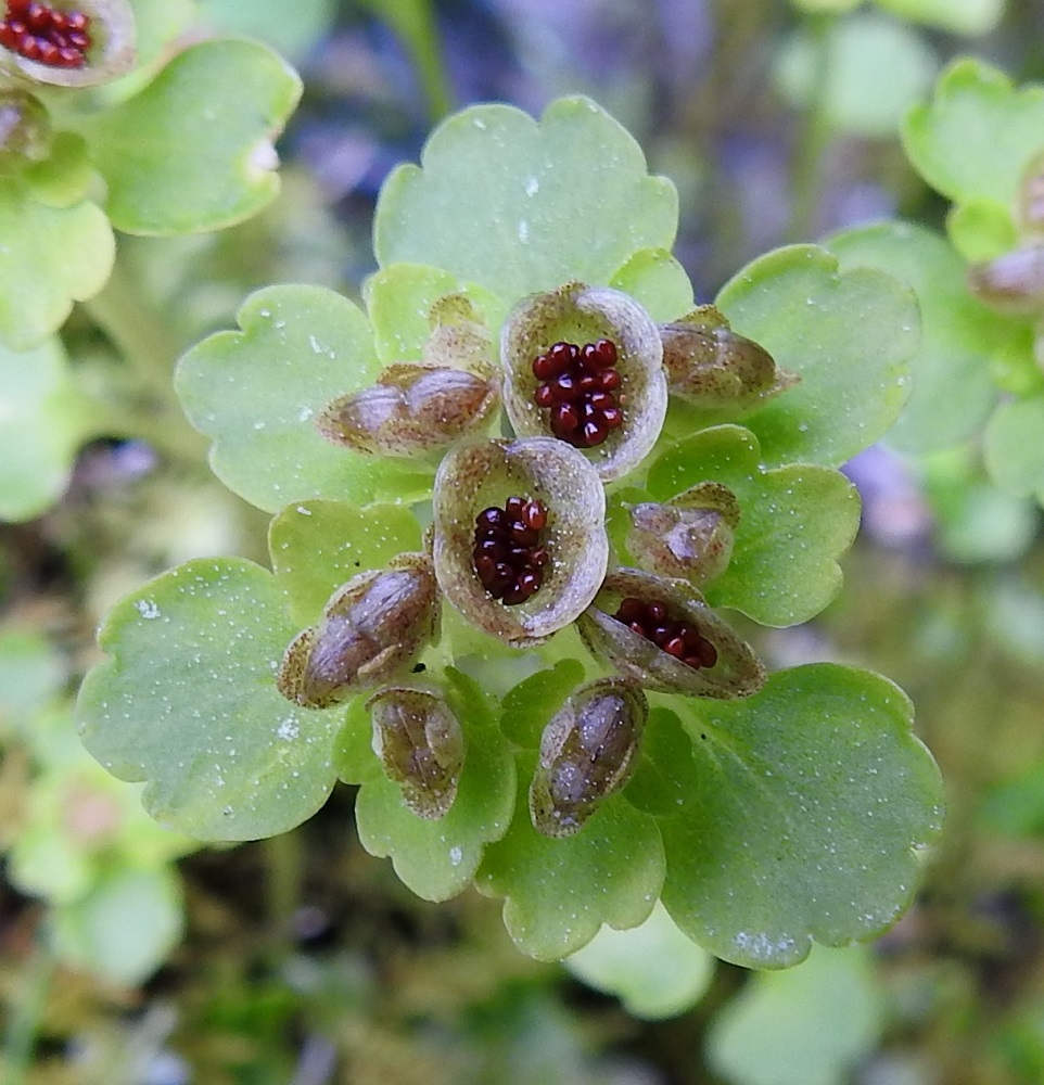 Chrysosplenium tetrandrum - lapinlinnunsilmän kota avautuu litteän sivun suuntaisesti saumaa myöten ja leviää lopulta maljamaiseksi. Siemenet ovat tummanpunaisia, soikeahkon pisaramaisia ja noin 0,6-0,7 mm pitkiä. Kevätlinnunsilmän siemenet ovat tummanruskeita tai lähes mustia. Kotamaljan tyhjentäjinä toimivat tuuli ja sadepisarat, jotka lennättävät siemenet ympäriinsä. KiL, Kittilä, Rouravaara, Pokantien (tie 9552) luoteispuoli, laajan Pahasvuoman suoalueen Nuutijokeen rajautuva itälaita, metsäsaarekkeen ja avoimen, vetisen suon rajalla oleva lähteikköalue, 230-235 m mpy, 7.7.2025. Copyright Hannu Kämäräinen.