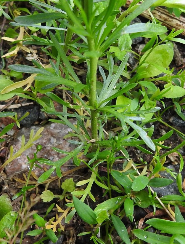Lepidium neglectum - rikkakrassin aluslehdet ja alimmat varsilehdet ovat ruodilliset ruodin ollessa useimmiten noin 0,5-2 cm pitkä. Lehtilapa on kärkiosaa lukuun ottamatta pariliuskainen tai liuskoja on vain muutama. Liuskat ovat ehytlaitaiset. Lehtilapa liuskoineen on yleensä noin 1,5-4 cm pitkä ja leveimmältä kohtaa noin 0,5-1 cm leveä. Aluslehdet ja alimmat varsilehdet kuihtuvat ja karisevat yleensä jo kukinnan alkuvaiheessa. 22.6.2025. Copyright Hannu Kämäräinen.