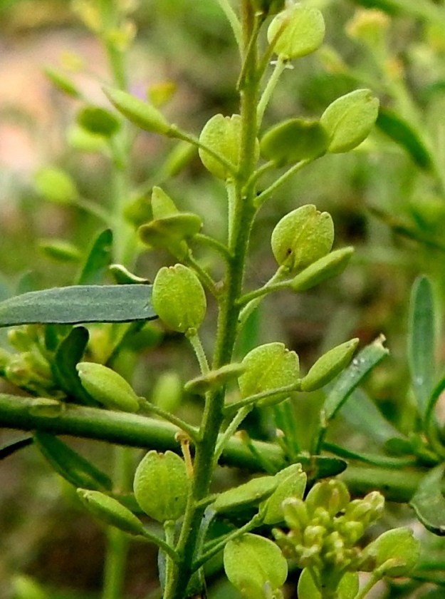Lepidium ruderale - pihakrassin hedelmälitu on pitkulainen ja leveimmillään keskikohdasta tyveen päin. Se on kaljuhko, vihreä, lopulta kellertävä ja kypsänä tavallisesti noin 2-2,8 mm pitkä sekä leveimmältä kohtaa noin 1,8-2 mm leveä. Lidun kärjessä on pieni lovi, jossa on kuivuneen emin vartalon ja luotin muodostama ota, joka on enintään 0,1 mm pitkä ja lovea lyhyempi. 22.6.2025. Copyright Hannu Kämäräinen.