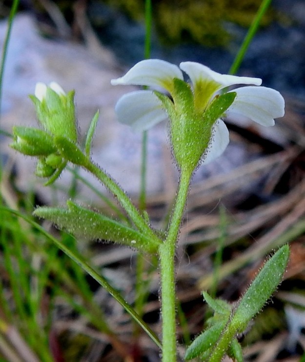 Saxifraga adscendens - kalliorikon kukkapohjuksen ja verhiön yhteispituus on yleensä noin 5 mm ja leveys kukkapohjuksen kohdalta noin 2-3 mm. Verhiönliuskoja on viisi, ja ne ovat kapeanpuikeat, suippokärkiset, noin 2 mm pitkät ja leveimmältä kohtaa noin 1 mm leveät. Kukkapohjus ja verhiö ovat tiheään nystykarvaiset. 30.5.2025. Copyright Hannu Kämäräinen.