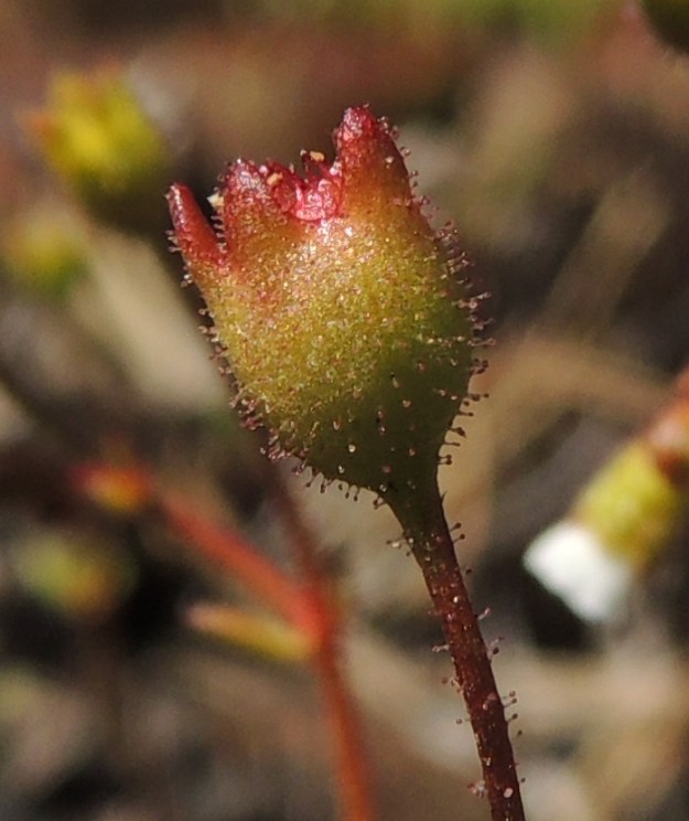 Saxifraga tridactylites - mäkirikon kota on lähes pallomainen ja läpimitaltaan noin 3 mm ja jää kukkapohjuksen sisään kärjen ulottuessa enintään verhiönliuskojen tasalle. 14.5.2015. Copyright Hannu Kämäräinen.