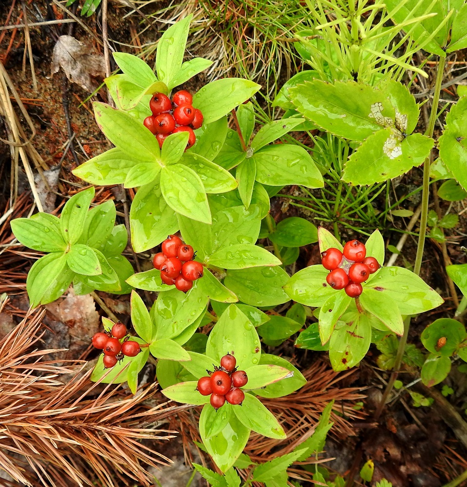 Cornus suecica - ruohokanukan kypsänä kiiltävän punaiset marjat muodostavat varren latvaan tiiviin ja varsin koristeellisen sykerön. Hedelmävaiheessa valkoiset ylälehdet ovat tarpeettomina jo varisseet pois. Kuten kuvastakin on nähtävissä, vain osa kukista kehittyy marjoiksi asti. Marjoja on vartta kohti useimmiten noin 5-10. OP, Ii, Taipale, Merihelmi, Perämeren rannalla olevan leirintäalueen hiekkaranta, 21.7.2023. Copyright Hannu Kämäräinen.