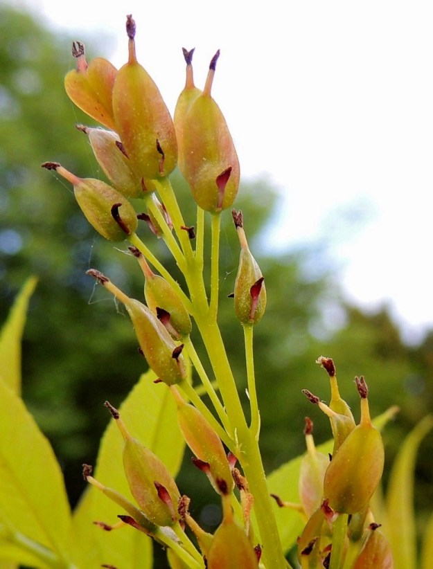 Fraxinus excelsior - lehtosaarnen sikiäin alkaa onnistuneen pölytyksen jälkeen nopeasti kasvaa litteäksi, kapeaksi soikioksi, joka on noin 5-10 mm pitkä ja noin 2-3 mm leveä. Tyviosan sisällä vähän paksumpana on kehittyvä siemenaihio ja ulkopuolella nyt selvästi erottuva hedepari. Sikiäimen kärjessä on otamaiseksi kuivuva emin vartalo luotteineen. A, Lemland, eteläpää, Björkö, Herröskatan, luonnonsuojelualue, eteläosan kallioketoalueen laide, 30.5.2013. Copyright Hannu Kämäräinen.