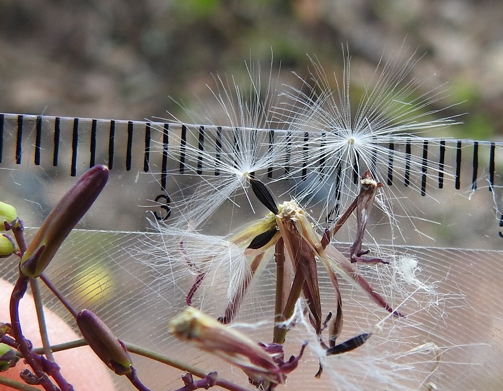 Lactuca muralis - jänönsalaatin pähkylä on hieman litistyneen soikeahko, harjuinen ja kypsänä mustahko. Se on tavallisesti noin 2,5-3 mm pitkä ja leveämmältä sivultaan noin 0,8-1 mm leveä. Pähkylän kokonaispituudesta noin 0,2-0,3 mm on kapeaa nokka- tai kaulaosaa, jonka kärjessä on valkoinen, hapsihaiveninen pappus eli verhiön muutunnainen, joka auttaa pähkylöitä leviämään tuulen mukana. Pappuksen varsi on vain noin 0,3-0,5 mm pitkä, ja pappushaivenet ovat noin 5-7 mm pitkät. EH, Janakkala, Turenki, Harjurinne, viljavaraston raide Siilotien ylityskohdan itäpuolella, ratapohjan soramaa, 23.7.2025. Copyright Hannu Kämäräinen.