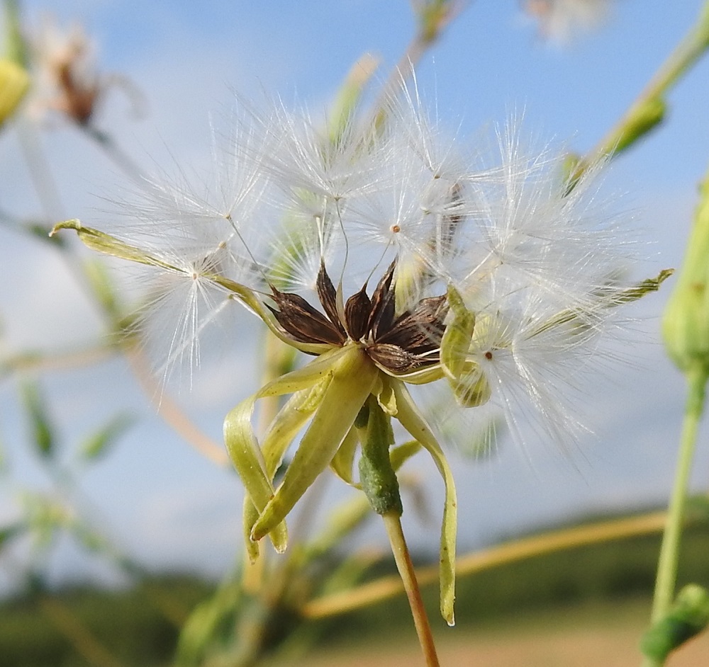Lactuca serriola - piikkisalaatin hedelmistön kypsyttyä mykerö avautuu, ja pähkylät tulevat näkyville. . Pähkylä on litistyneen soikeahko, harjuinen ja kypsänä ruskea tai harmaanruskea. Se on tavallisesti noin 3.5-4 mm pitkä ja leveämmältä sivultaan noin 0,8-1 mm leveä. Pähkylän kokonaispituudesta noin 0,3-0,5 mm on kapeaa nokka- tai kaulaosaa, jonka kärjessä on valkoinen, hapsihaiveninen pappus eli verhiön muutunnainen, joka auttaa pähkylöitä leviämään tuulen mukana. Pappuksen varsi on noin 3-4 mm pitkä, ja pappushaivenet ovat noin 4-6 mm pitkät. EH, Hämeenlinna, Pikku-Parola, Huhtastentien varren laajan joutomaaniityn laita tien vieressä, missä noin 80 m pitkä kasvustokaista, 30.7.2025. Copyright Hannu Kämäräinen.