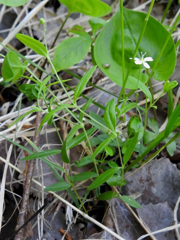 Moehringia lateriflora - laaksoarhon juuristo on hento ja pieni mutta kukintovarsien tyveltä rönsyävä. Juurehtivien rönsyjen avulla yksilöt levittäytyvät kasvullisesti. Lehdet ovat lähes tai aivan ruodittomat ja varrella vastakkain. 2.7.2025. Copyright Hannu Kämäräinen.