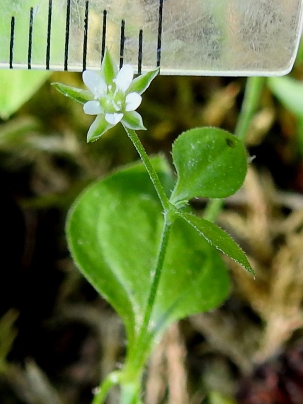 Moehringia trinervia - lehtoarhon kukka on verholehdet mukaan lukien, tavallisesti noin 6-10 mm (kuvassa 6 mm) leveä. Hieman yläviistojen terälehtien muodostama teriö on kuvassa vain 3,5 mm leveä. Kuvassa näkyy hyvin myös verholehtien leveä, vaalea kalvoreunus. 24.6.2020. Copyright Hannu Kämäräinen.
