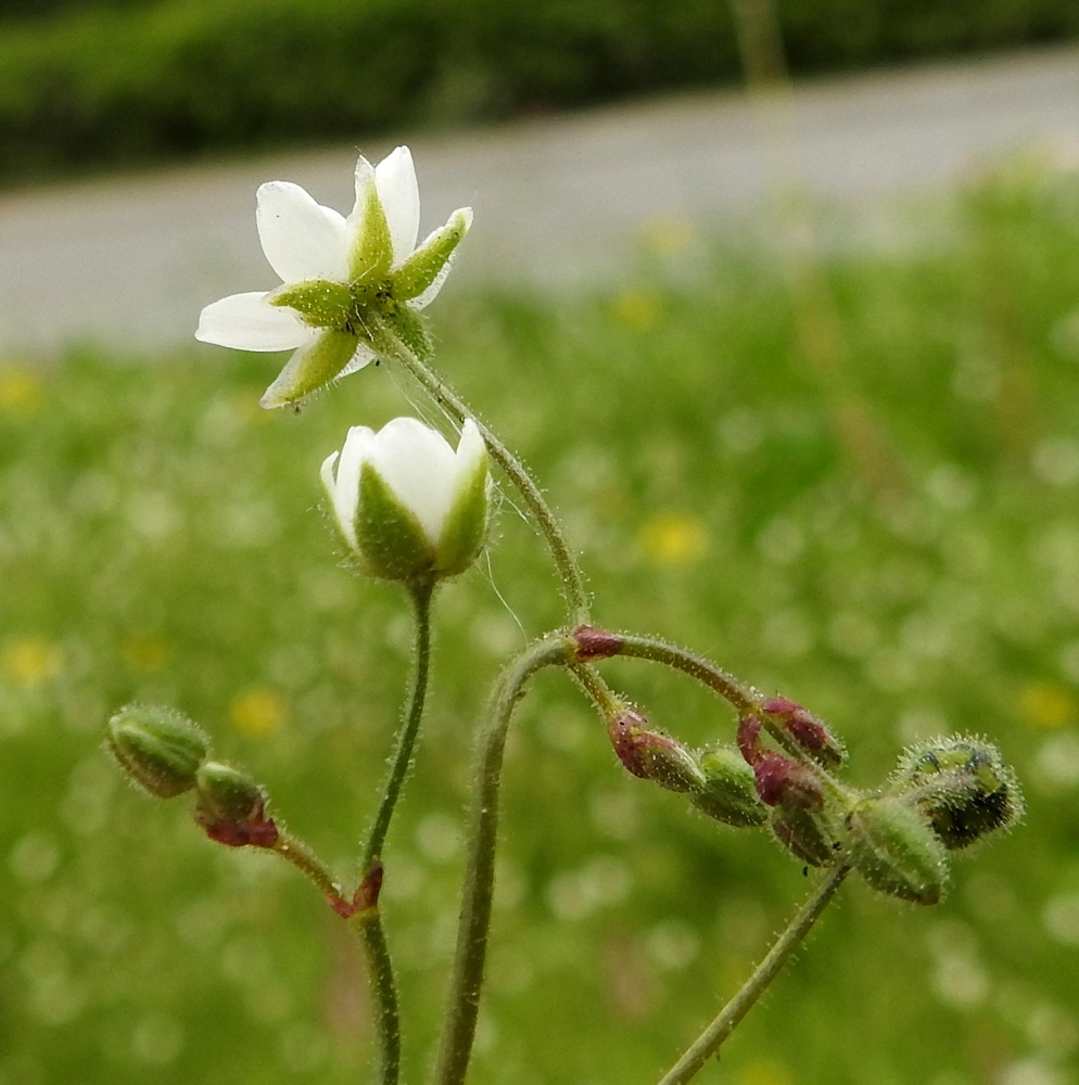 Spergula arvensis subsp. sativa - pohjanpeltohatikan verholehdet ovat erilliset, puikeat, suippokärkiset ja vihreät tai toisinaan punertavat sekä valkoisen kalvolaitaiset ja muun kasvin tavoin nystykarvaiset. Pituutta niillä on noin 2,5-4 mm ja leveyttä leveimmältä kohtaa noin 1,5-2 mm. 2.7.2017. Kukinnon ja kukkien tukilehdet ovat leveän kalvolaitaiset tai kokonaan kalvomaiset, puikean kolmiomaiset ja noin 1-1,5 mm pitkät sekä jonkin verran pituuttaan kapeammat. Myös niissä voi olla enemmän tai vähemmän punaväriä. Copyright Hannu Kämäräinen.