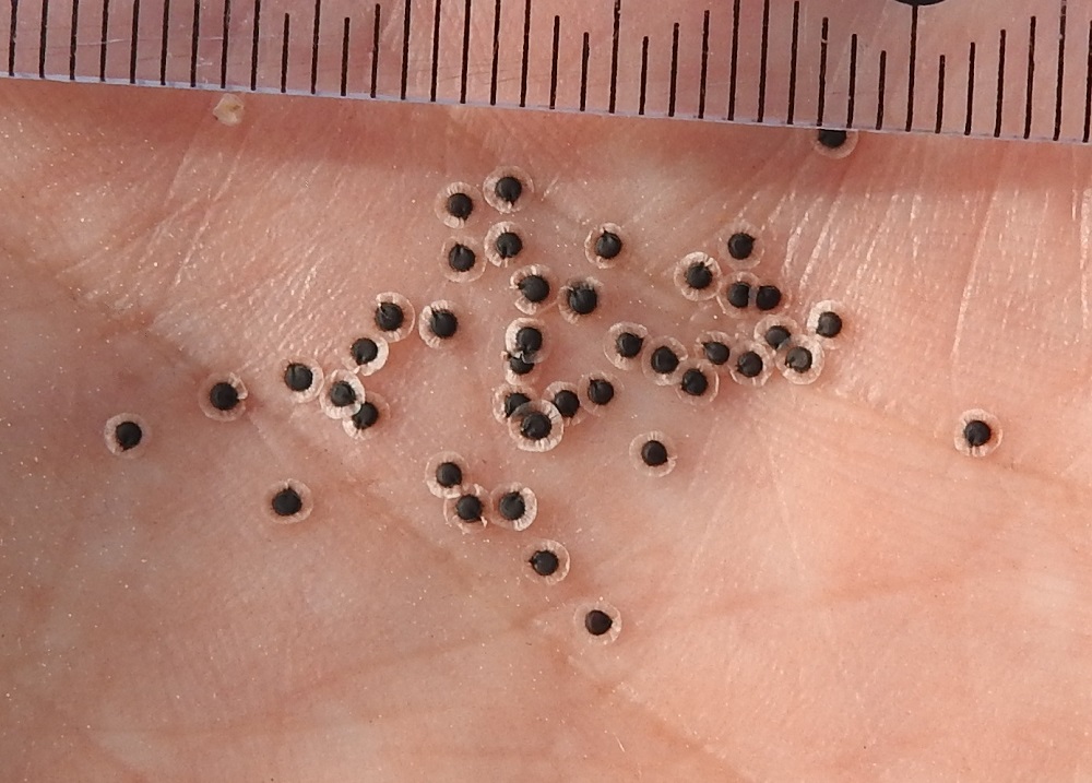 Spergula morisonii - kalliohatikan siemenet ovat pyöreän linssimäiset, siipipalteiset, ruskeat ja läpimitaltaan palteen kanssa noin 1,2-1,6 mm sekä ilman palletta noin 1-1,2 mm. Palle on kalvomainen ja uurteinen. U, Vantaa, Rajakylä, Pallotien länsipuolella oleva, laaja avokallioalue hyvin lähellä Helsingin rajaa, 31.5.2024. Copyright Hannu Kämäräinen.