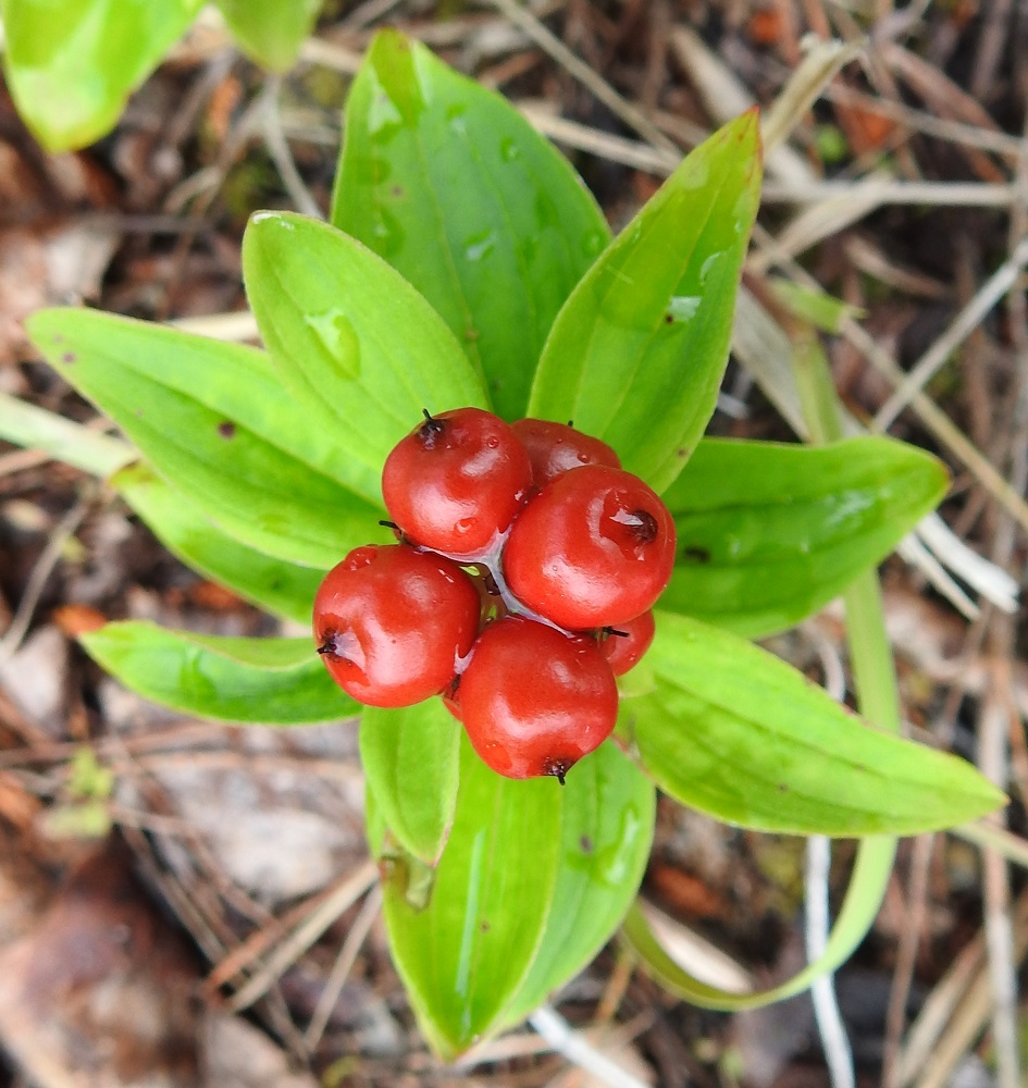 Cornus suecica - ruohokanukan hedelmä on suurisiemeninen luumarja, joka on kypsänä pallomainen, mehevä ja tavallisesti noin 5-8 mm läpimitaltaan. Marjat eivät ole myrkyllisiä, mutta ne eivät maultaan sovellu ihmisravinnoksi. Sen sijaan linnut, etenkin kanalinnut, syövät marjoja mielellään, ja siemenet itävät paremmin, kun ne ovat kulkeutuneet lintujen suoliston läpi. OP, Ii, Taipale, Merihelmi, Perämeren rannalla olevan leirintäalueen hiekkaranta, 21.7.2023. Copyright Hannu Kämäräinen.