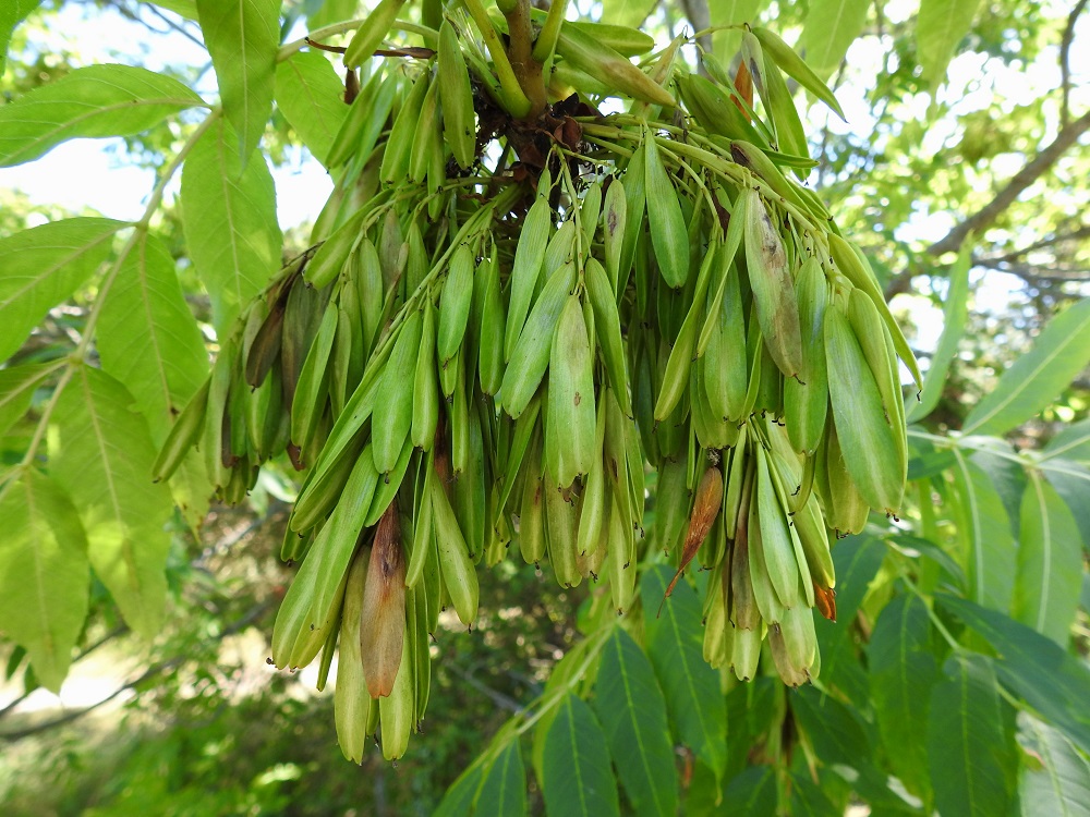 Fraxinus excelsior - lehtosaarnen kypsä hedelmistö on yleensä runsas, tiheä ja riippuva. Hedelmä on suikean soikea, tylppäkärkinen, litteä ja lenninsiipinen pähkylä, joka on yleensä hieman kiertynyt, aluksi vihreä ja kuivuessaan ruskistuva. Se on tavallisesti noin 30-50 mm pitkä ja noin 5-10 mm leveä. Kuivunut vartalo säilyy usein loppuun asti siipipalteen kärjessä. Pähkyläperä on noin 5-8 mm pitkä. Lenninsiiven tyven sisällä oleva varsinainen pähkylä on soikea, litteä, ruskea ja noin 10-15 mm pitkä sekä noin 5-7 mm leveä. Pähkylät karisevat puista yleensä vasta seuraavana keväänä. A, Lemland, eteläpää, Björkö, Herröskatan, luonnonsuojelualue, eteläosan kallioketoalueen laide, 13.7.2022. Copyright Hannu Kämäräinen.