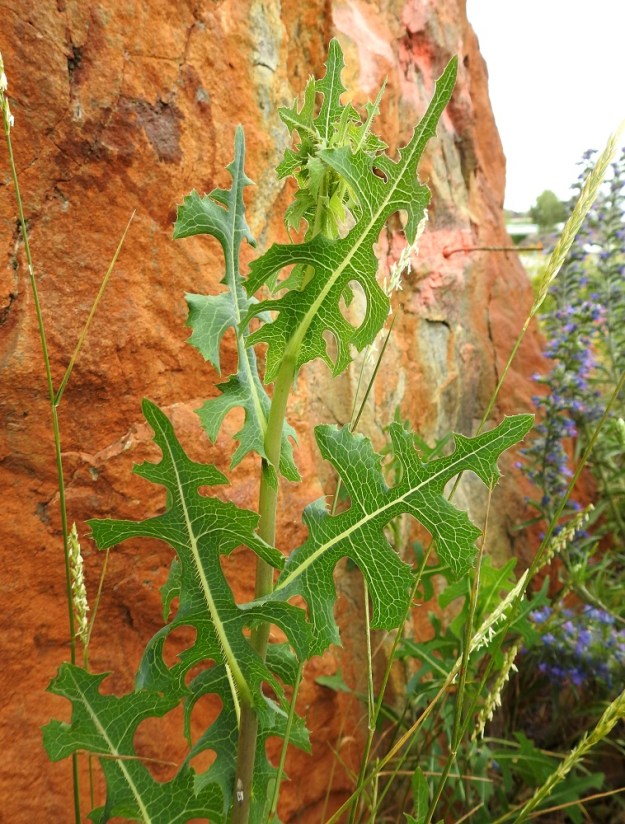 Lactuca serriola - piikkisalaatin ruusuke- ja varsilehdet ovat ruodittomat ja varsilehdet lisäksi nuolityvisesti sepivät. Varsilehdet ovat kierteisesti mutta näyttävät tavallisesti kuin olisivat kahtena rivinä pohjoiseteläsuunnassa. Lisäksi ne ovat erityisesti aurinkoisella kasvupaikalla kääntyneet kyljittäin ja ovat usein pystyhkössä asennossa. Päämuodon lehdet ovat valtaosin pariliuskaiset ja epätasaisesti nirhahampaiset. V, Naantali, satama-alueelle vievän Satamatien laita, tien ja kallioleikkauksen välinen kapea, sorapohjainen kaista, 26.6.2019. Copyright Hannu Kämäräinen.