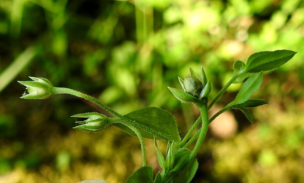 Moehringia trinervia - lehtoarhon kota on munamainen tai lähes pallomainen, vihreähkö ja noin 3-4 mm pitkä sekä noin 3 mm paksu. Se on verholehtiä jonkin verran lyhyempi. Kuvassa näkyy myös verholehtien keskisuonen karvoitus ja hieman niiden laitojen ripsisyyttä. 24.6.2020. Copyright Hannu Kämäräinen.