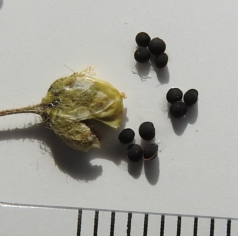 Spergula arvensis subsp. sativa - pohjanpeltohatikan kota on munanmuotoinen tai lähes pallomainen, vihreäsävyinen, noin 4-7 mm pitkä ja noin 3-5,5 mm paksu. Se on hieman verholehtiä pitempi. Kota avautuu viisiliuskaisesti. Siemenet ovat pyöreähköt, kapeapalteiset (kuvassa palle näkyy oikean alakulman siemenessä), nuijakarvattomat, mustat ja läpimitaltaan noin 1,1-1,4 mm. Etelänpeltohatikalla, subsp. arvensis, siemenet ovat nuijakarvaiset. EH, Hämeenlinna, Voutila, Jukola, entinen peltoalue Jukolanraitin varrella, 20.7.1993. Kuva näytteestä, copyright Hannu Kämäräinen.