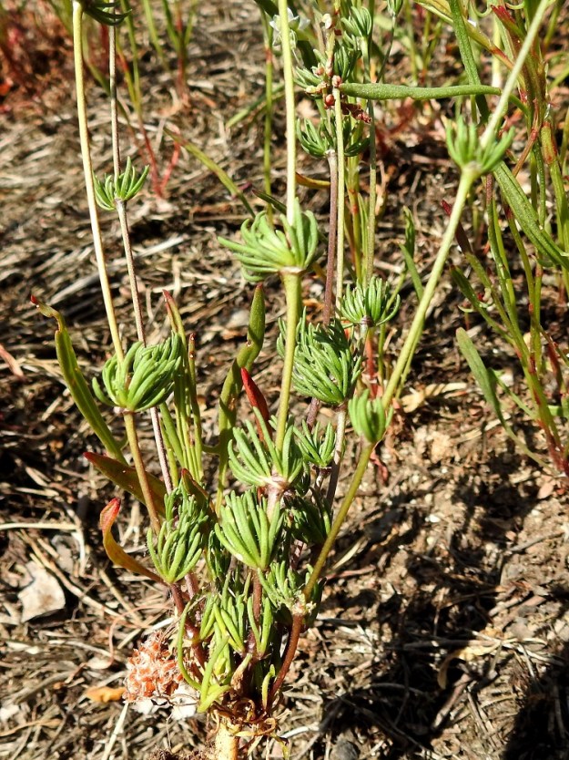 Spergula morisonii - kalliohatikan lehdet ovat nivelissä vastakkain ristikkäisesti niin, että niistä yleensä muodostuu runsas lehtikiehkura, jossa joukossa on myös lyhythaaroja, joiden nivelvälit ovat erittäin lyhyet. Lyhythaarojen lehdet jäävät yleensä näennäisen säteittäisiksi, ja haarat harvemmin kehittyvät pitemmiksi. Lehdet ovat ehkä varren alimpia niveliä lukuun ottamatta selvästi nivelvälejä lyhyemmät. 1.6.2025. Copyright Hannu Kämäräinen.