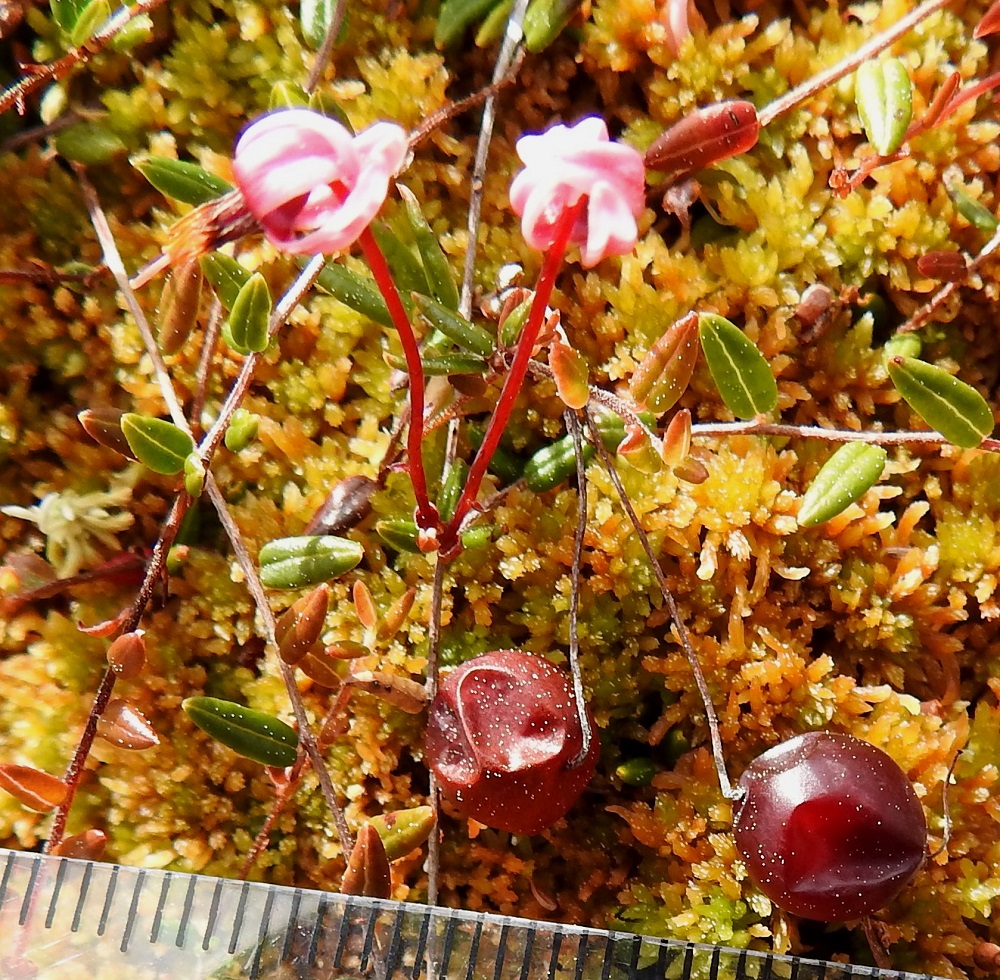 Vaccinium microcarpum - pikkukarpalon marjat ovat halkaisijaltaan yleensä noin 5-8 mm. Sisarlajin, isokarpalon marjojen läpimitta on tavallisesti noin 10-15 mm. Niinpä vähäiseksi satoon nähden jäävä karpaloiden poiminta kohdistuu isokarpaloon, ja pikkukarpalon marjat saavat tyystin jäädä eläinten, lähinnä kurkien ja kanalintujen, ravinnoksi. Marjasato on yleensä kuitenkin niin suuri, etteivät eläimetkään ehdi kaikkea syödä, joten edellisen satokauden marjoja löytyy mättäiltä vielä heinäkuussakin. 3.7.2025. Copyright Hannu Kämäräinen.