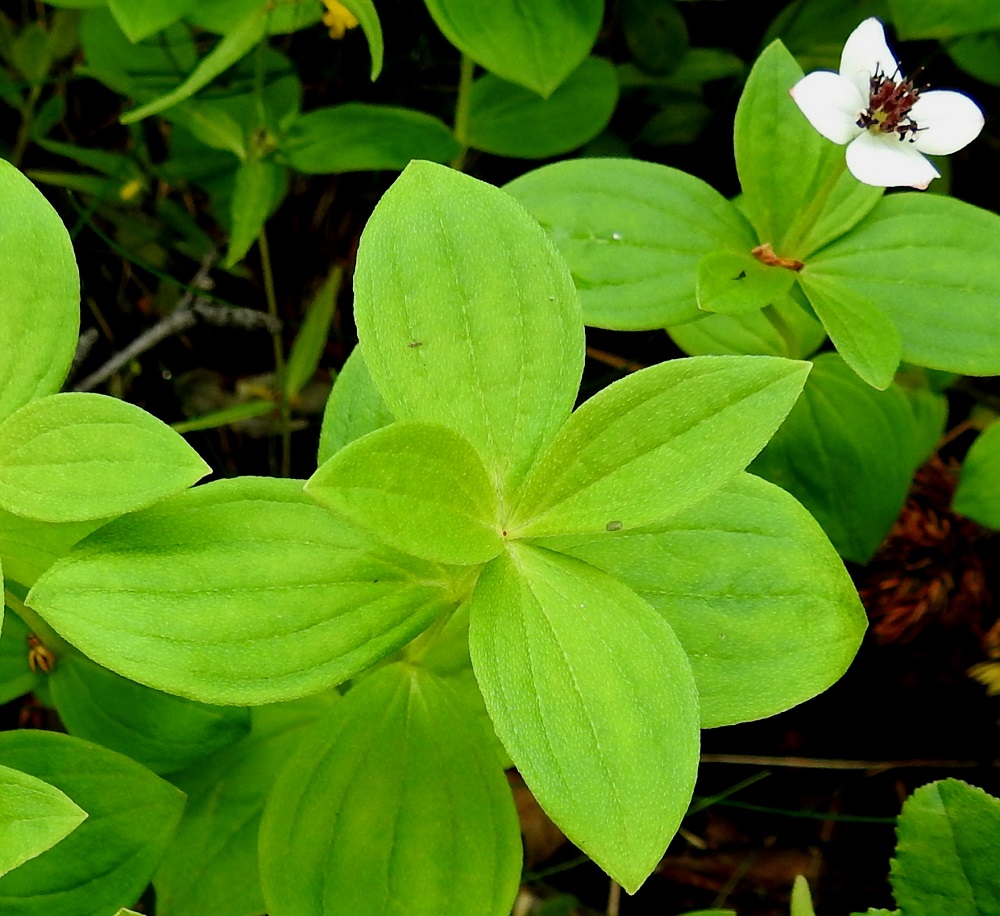 Cornus suecica - ruohokanukan lehdet ovat ehytlaitaiset, lähes tai aivan ruodittomat ja varrella vastakkain sekä ristikkäisesti allekkain. Tyven yläpuoliset varsilehdet ovat vihreät ja kooltaan alhaalta latvaa kohti suurenevat. Lehtilapa on puikea tai soikea, lyhyen suippokärkinen ja silposuoninen. Yläpuoli on vihreä ja pinnanmyötäisesti lyhytkarvainen. Varren latvaosan täysikasvuiset lehdet ovat tavallisesti noin 2-3 cm pitkät ja leveimmältä kohtaa noin 1,5-2 cm leveät. EnL, Enontekiö, Kilpisjärvi, Saanan lounainen alarinne lehtojensuojelualueen kaakkoispuolella, Käsivarrentieltä (tie 21) loivasti Saanaa kohti nouseva tunturikoivikkorinne, n. 500 m mpy, 16.7.2023. Copyright Hannu Kämäräinen.