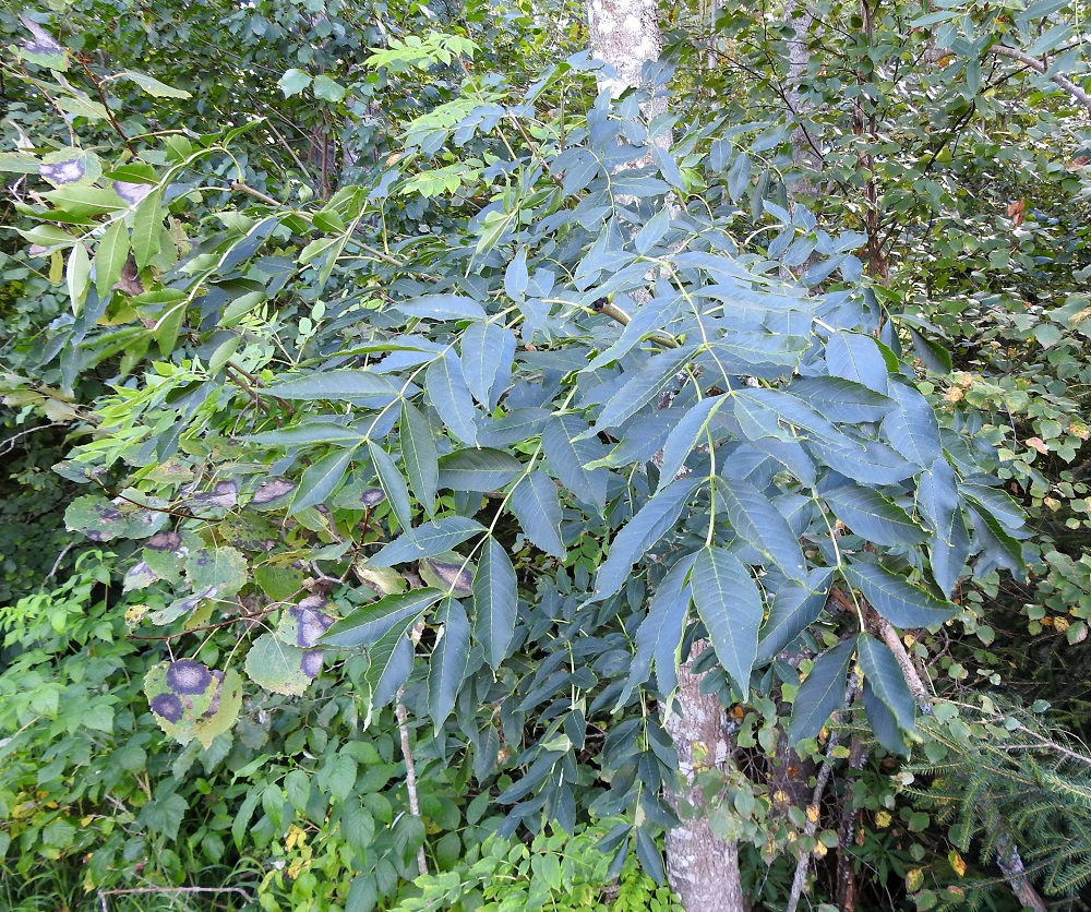 Fraxinus excelsior - lehtosaarnen lehdet ovat parilehdykkäiset ja lapaosuudeltaan yleensä noin 20-30 cm pitkät sekä leveimmältä kohtaa noin 10-20 cm leveät. Lehdykkäpareja on kärkilehdykän lisäksi tavallisesti neljästä seitsemään. Lehdykät ovat päältä vihreät ja vanhemmiten usein tumman- tai sinivihreät. EH, Hattula, Sattula, Kalvolantien (tie 130) ja Hyrväläntien kulmauksessa oleva Märräänmäki, mäen pohjoinen laitarinne peltoalueen reunassa, luonnonsuojelualue, jossa kasvaa luontaisesti saarnia, 20.8.2025. Copyright Hannu Kämäräinen.