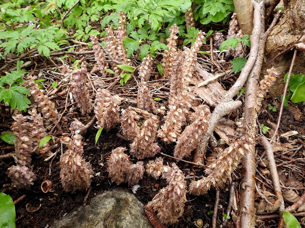 Lathraea squamaria - (pähkinä)suomukkakasvuston punaväri haalistuu kukinnan jälkeen pois, ja varret ovat hedelmävaiheessa jo kokonaan vaalean- tai kellanruskeat. Kotahedelmiä näyttäisi usein kehittyvän runsaasti. A, Jomala, Ramsholm, luonnonsuojelualue, niemen keskiosa, länsiranta rantaniityn ja puuston rajassa, 21.5.2025. Copyright Hannu Kämäräinen.