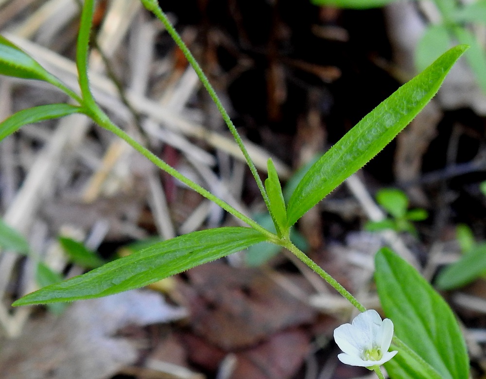 Moehringia lateriflora - laaksoarhon lehtien laita on ripsireunainen. Varren ylemmät lehdet voivat toisinaan olla kuvassa olevan yksilön tavoin myös suikeahkot ja suippokärkiset. Kuvassa erottuu hyvin myös varren tiheä ja hyvin lyhyt karvoitus. 2.7.2025. Copyright Hannu Kämäräinen.