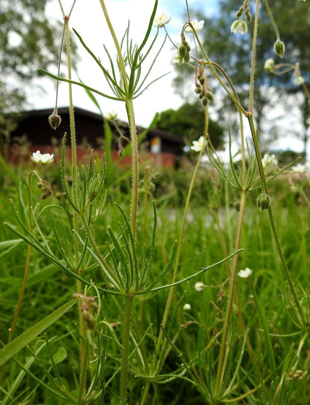 Spergula arvensis subsp. sativa - pohjanpeltohatikan lehdet ovat nivelissä vastakkain ristikkäisesti niin, että niistä yleensä muodostuu runsas lehtikiehkura, jossa joukossa on usein myös lyhythaaroja, joiden nivelvälit ovat erittäin lyhyet. Lyhythaarojen lehdet jäävät yleensä näennäisen säteittäisiksi, ja haarat harvemmin kehittyvät pitemmiksi. 2.7.2017. Copyright Hannu Kämäräinen.