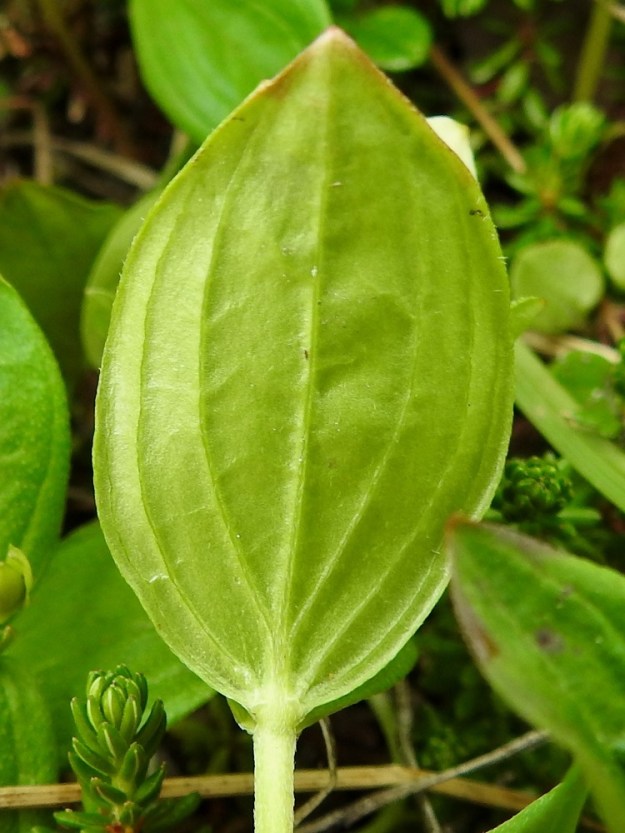 Cornus suecica - ruohokanukan lehtien alapuoli on vaaleahkon- tai sinertävänvihreä ja vähäkarvainen tai kaljuhko. Silposuonisen lehden laidan suuntaisesti kaareutuvat sivusuonet erottuvat selvästi. EnL, Enontekiö, Kilpisjärvi, Saanan luoteisrinteen länsipuolinen tunturikoivikko, Saanan luoteisrinteelle vievän polun varsi, 585 m mpy, 5.7.2018. Copyright Hannu Kämäräinen.