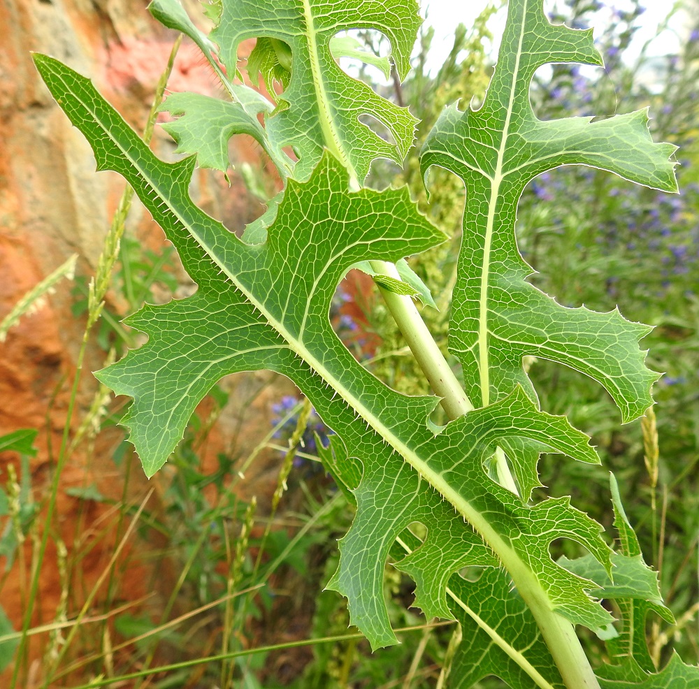 Lactuca serriola - piikkisalaatin lehdet ovat jäykät, ulkokehältään pitkulaisen soikeat, kapean vastapuikeat tai lähes suikeat Ne ovat tavallisesti noin 3-25 cm pitkät ja leveimmältä kohtaa liuskoineen noin 1-9 cm leveät. V, Naantali, satama-alueelle vievän Satamatien laita, tien ja kallioleikkauksen välinen kapea, sorapohjainen kaista, 26.6.2019. Copyright Hannu Kämäräinen.