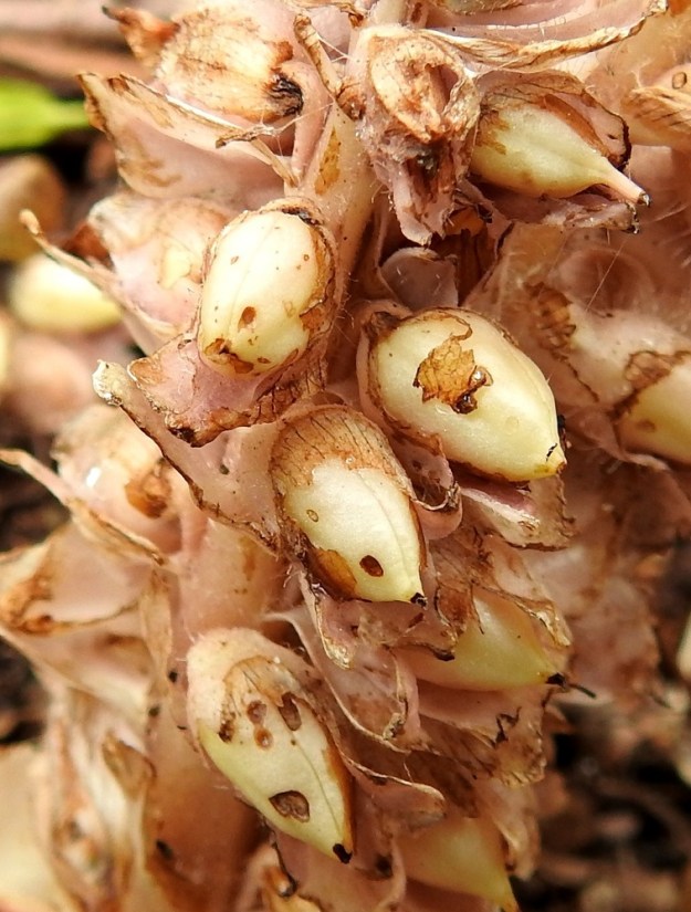 Lathraea squamaria - (pähkinä)suomukan kota on lähinnä munamainen mutta teräväkärkinen. Se on kuoriutuvalta pintakuoreltaan kellanruskehtava ja sen alta kellertävä sekä kalju. Ulkonäkö tuo mieleen kuoritun maapähkinän. Kota on yksilokeroinen, monisiemeninen, yleensä noin 10-12 mm pitkä ja noin 5-6 mm paksu. A, Jomala, Ramsholm, luonnonsuojelualue, niemen keskiosa, länsiranta rantaniityn ja puuston rajassa, 21.5.2025. Copyright Hannu Kämäräinen.