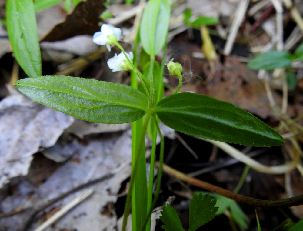 Moehringia lateriflora - laaksoarhon lehtien suonitus erottuu alapinnalla paremmin varsinkin sopivassa sivuvalossa. Laitojen lisäksi myös keskisuoni on ripsikarvainen. 2.7.2025. Copyright Hannu Kämäräinen.